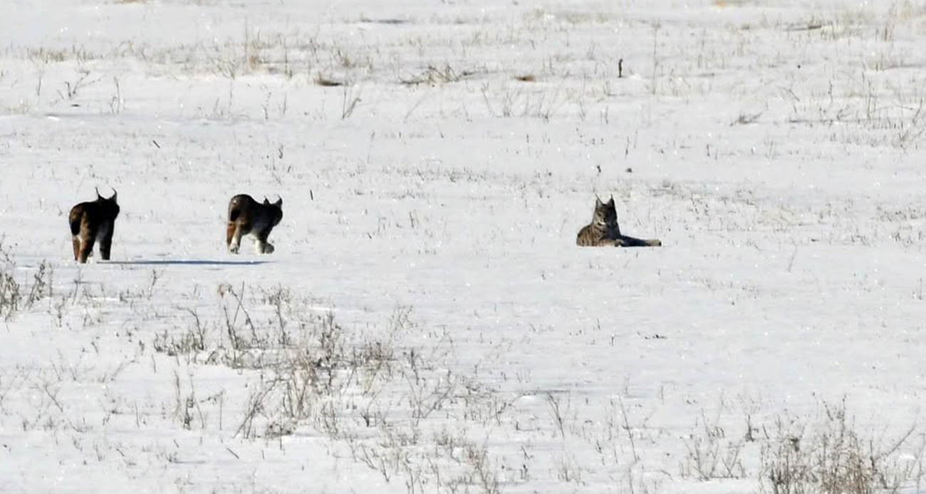 Elazığ’da vaşak ailesi görüntülendi