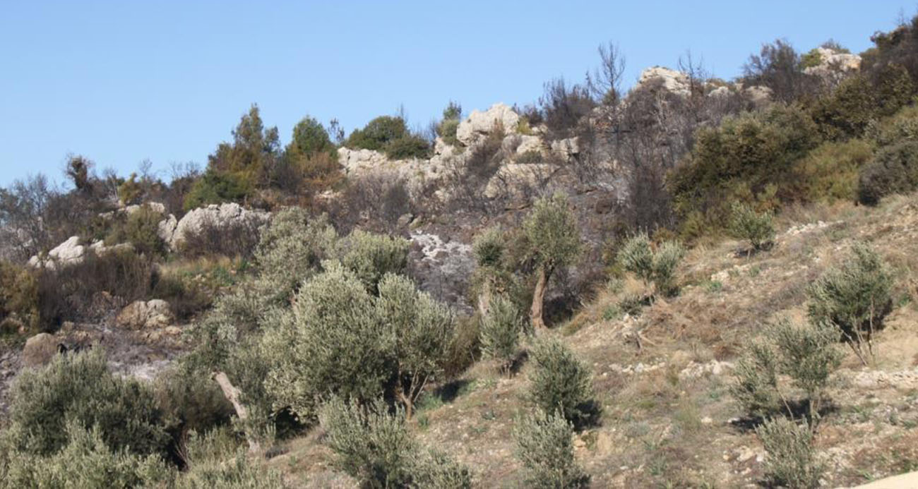 Antalya’daki orman yangınında zararın boyutu gündüz ortaya çıktı: 2 hektar zarar gördü