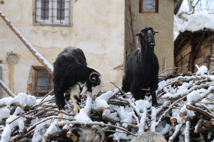 Hayvan üreticilerinin kurtlarla başı dertte