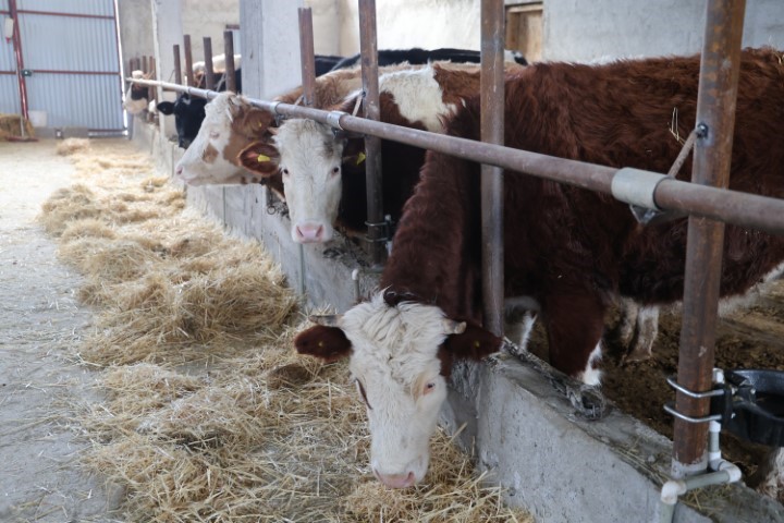 Hayvan üreticilerinin kurtlarla başı dertte