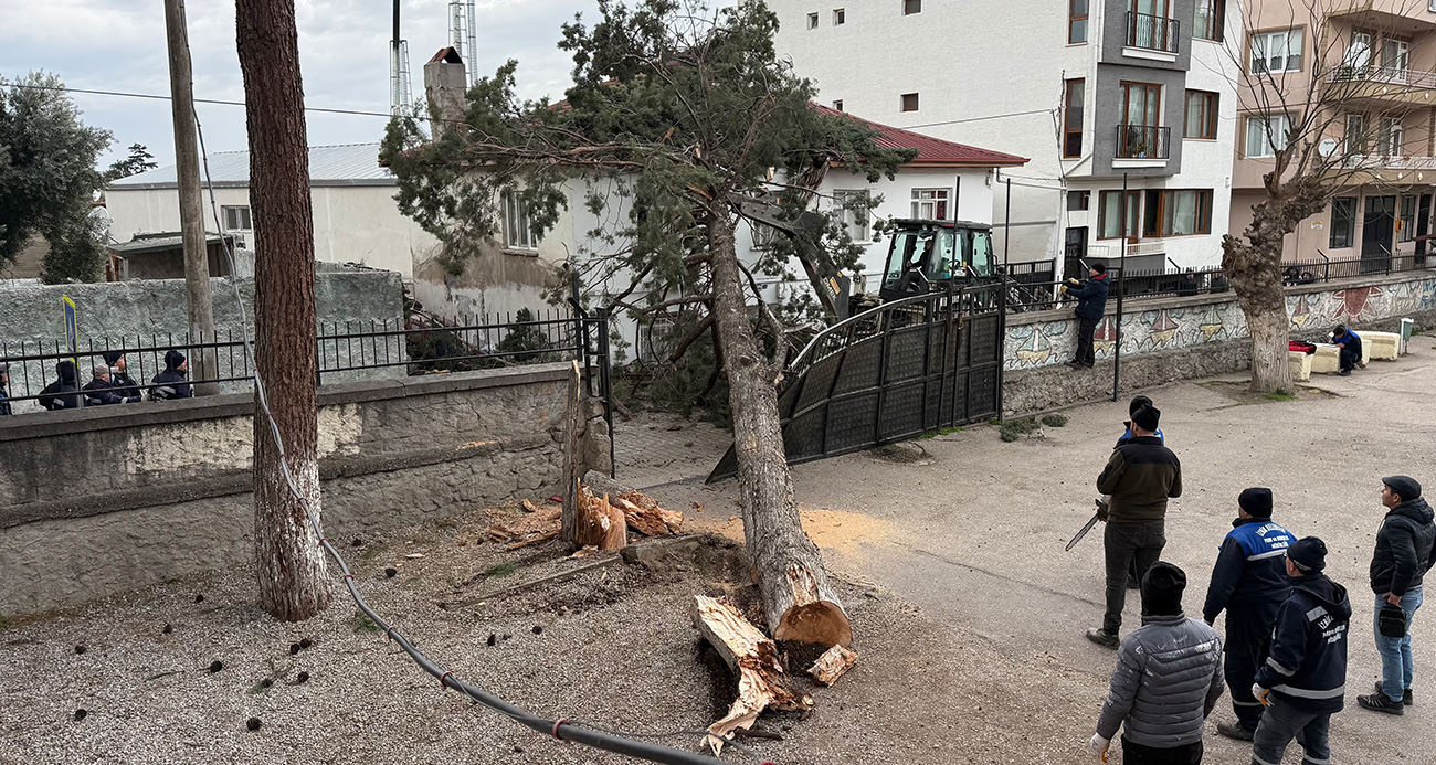 İznik’te okulların tatil olması faciayı önledi..Dev ağaç okul bahçesine devrildi