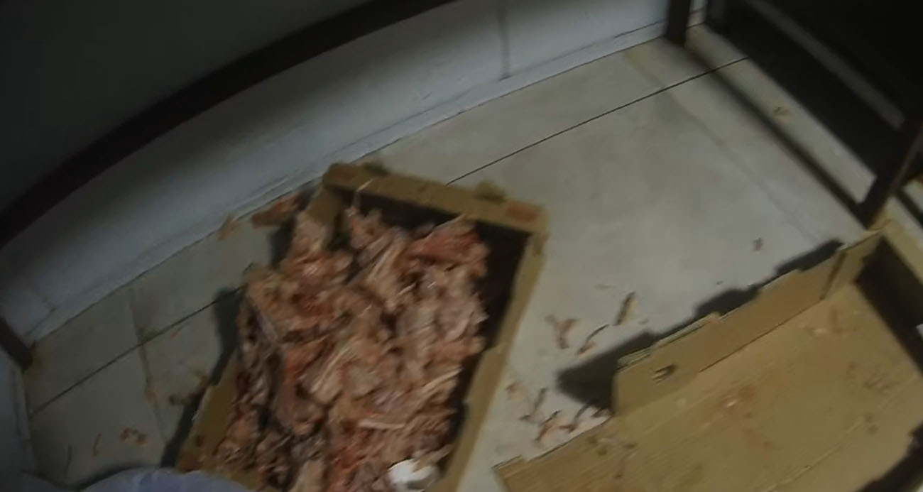 Kocaeli’de merdiven altı tavuk parçalama tesisine suçüstü