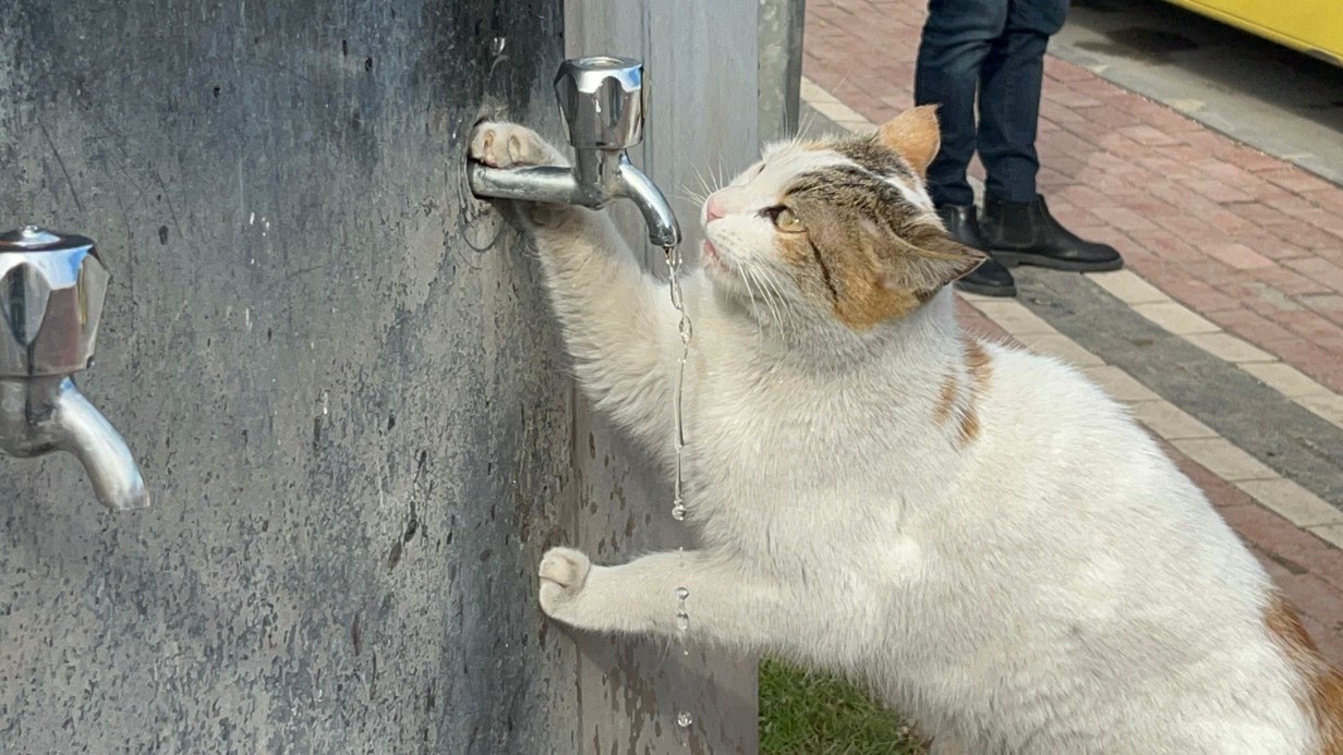 Çeşmeye patisini dayayan kedi, vatandaşların musluğu açmasıyla kana kana su içti