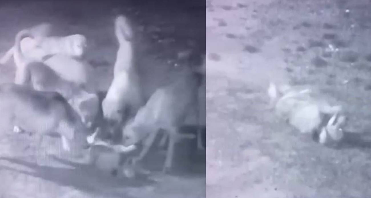 Sokak köpekleri, sahipli köpeği parçaladı