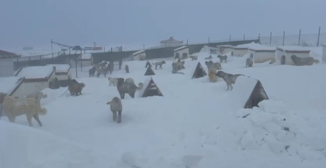 Kangallarını beslemek için yola çıktı, çiftliğe vardığında gözlerine inanamadı