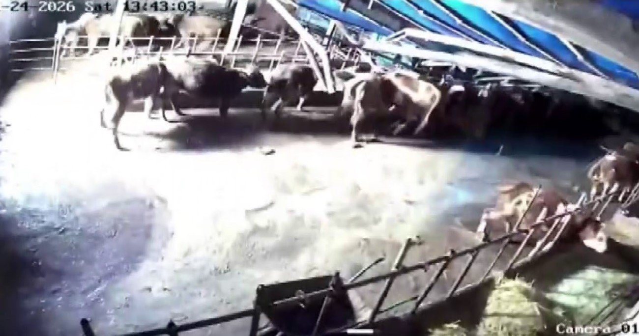 Sivas’ta ahır çöktü, o anlar güvenlik kamerasına yansıdı