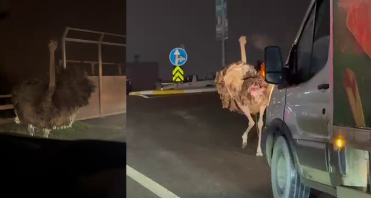 Deve kuşu, trafiği alt üst etti