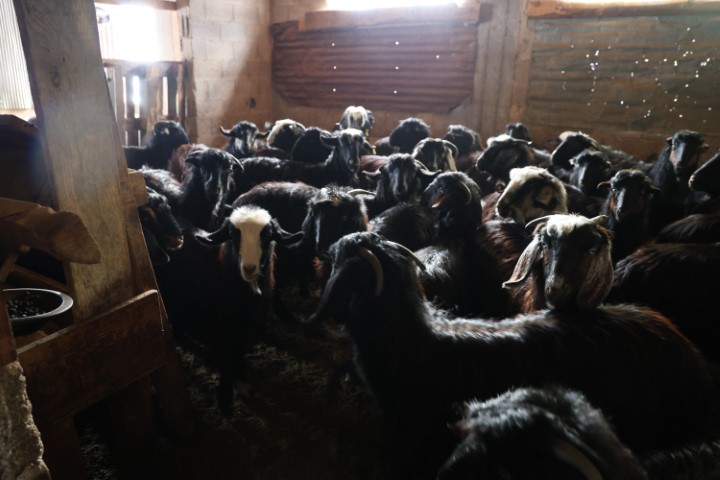 Kırsalda hayvancılıkla uğraşan kadın besicinin zorlu mesaisi