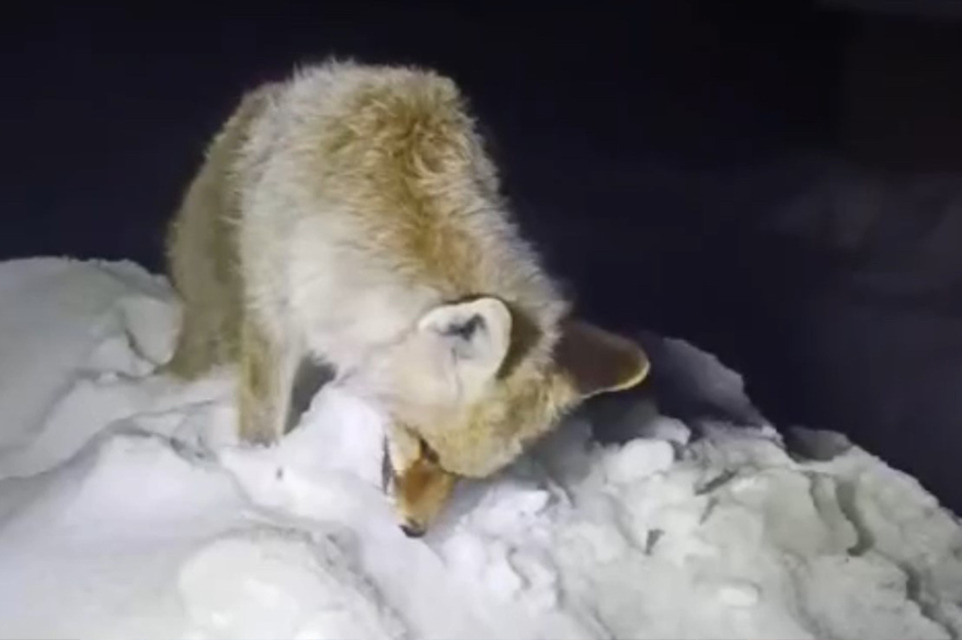 Yüksekova’da Sibirya soğukları: Tilki ayakta dondu