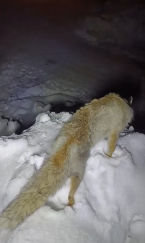 Yüksekova’da Sibirya soğukları: Tilki ayakta dondu