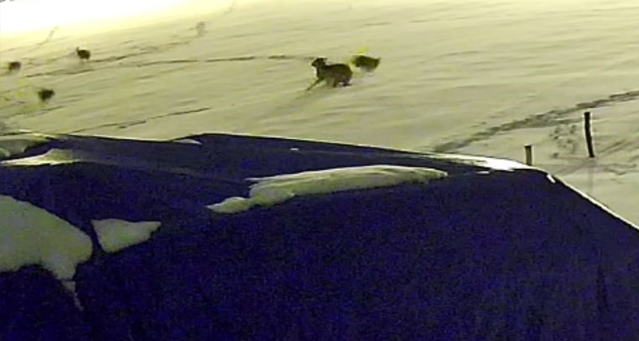 Kurtlarla dövüşen köpekten geriye postu kaldı