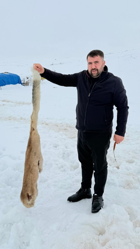 Kurtlarla dövüşen köpekten geriye postu kaldı