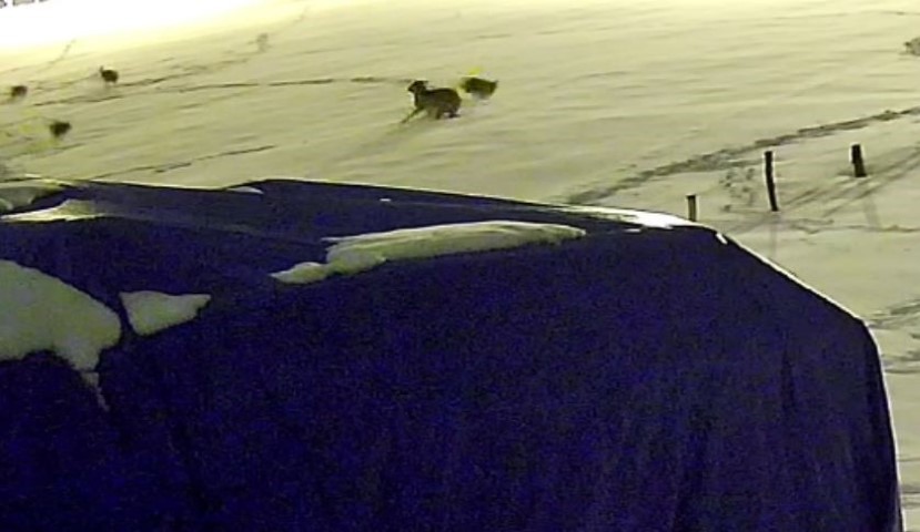 Kurtlarla dövüşen köpekten geriye postu kaldı