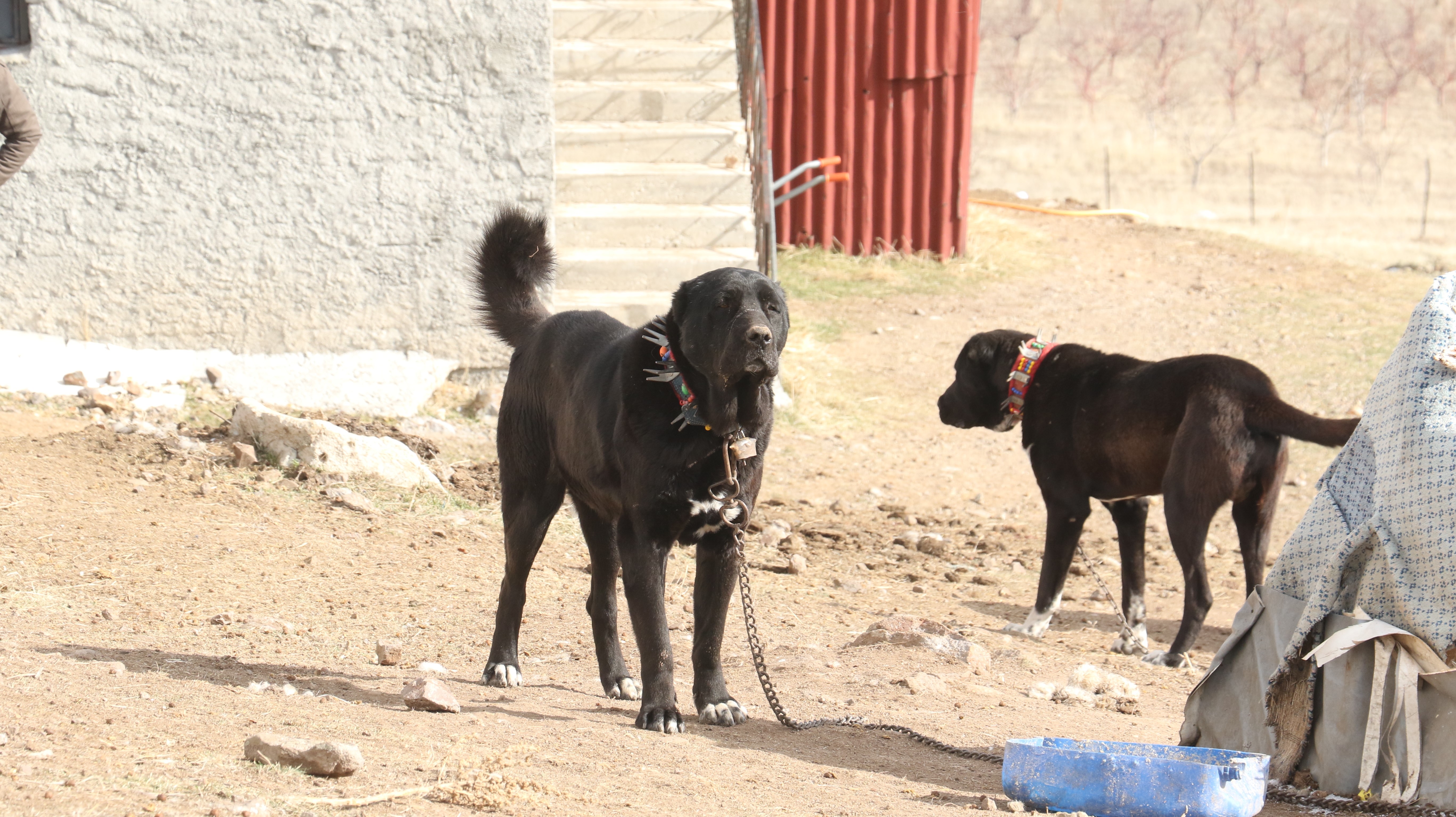Başkentin siyah bekçileri: Haymana Karası