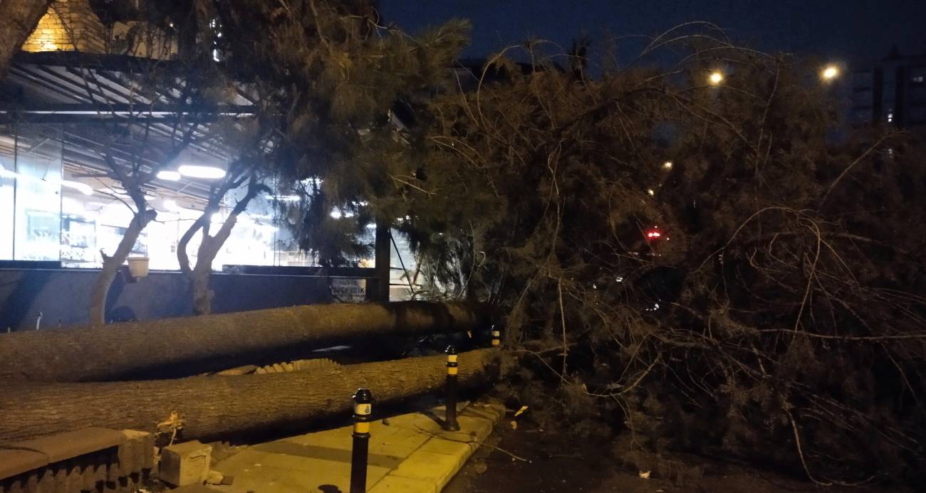 Ataşehir’de fırtına nedeniyle ağaç devrildi