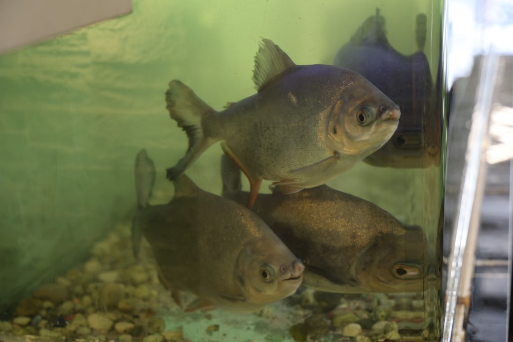 8 adet pirana balığı 12 yıldır kelle paçayla besleniyor