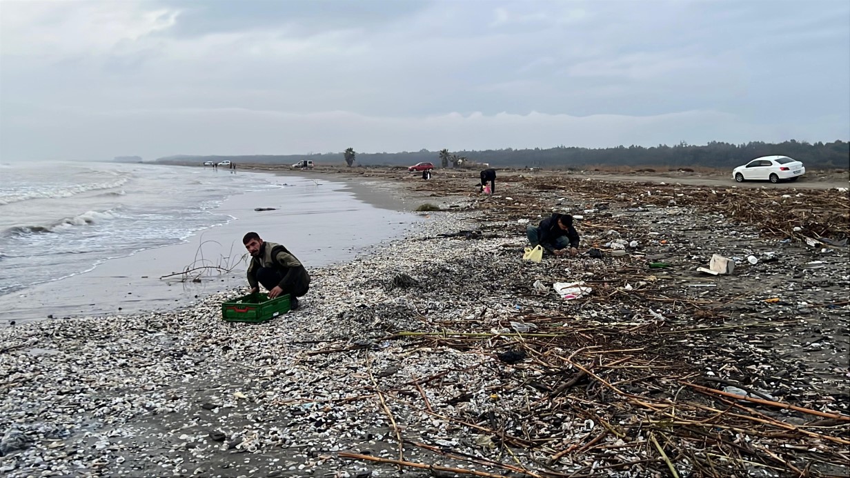 Mersin’de fırtına sonrası binlerce kargı midyesi sahile vurdu: Balıkçılar tek tek topladı