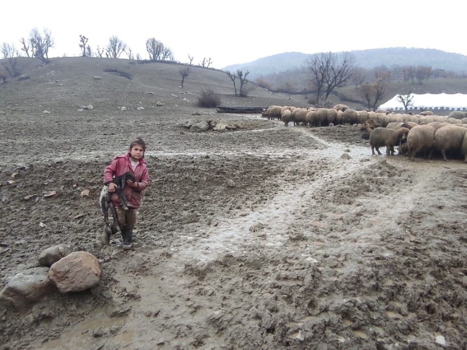 Kendisi küçük yüreği büyük: Minik Zeynep’in yeni doğan kuzuyu soğuktan korumak için gösterdiği çaba duygulandırdı