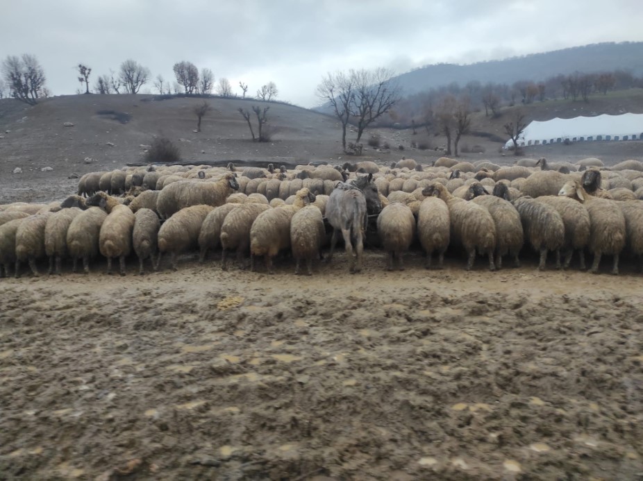 Kendisi küçük yüreği büyük: Minik Zeynep’in yeni doğan kuzuyu soğuktan korumak için gösterdiği çaba duygulandırdı