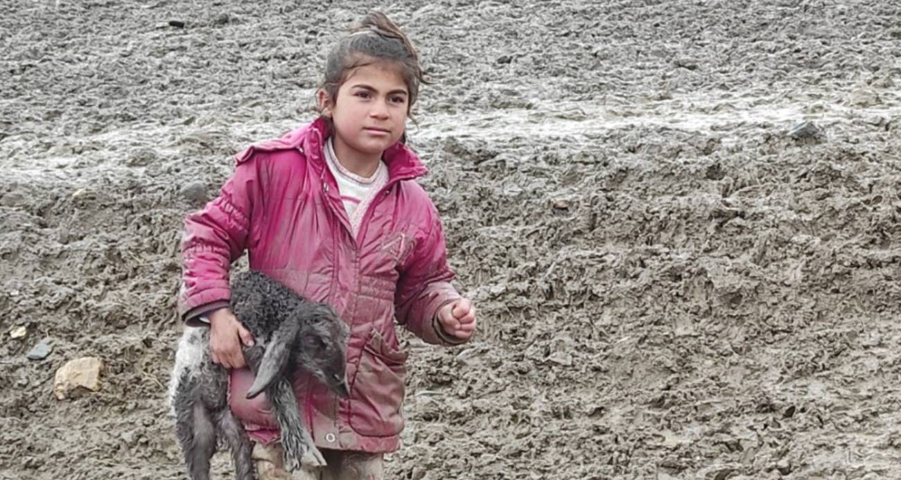 Kendisi küçük yüreği büyük: Minik Zeynep’in yeni doğan kuzuyu soğuktan korumak için gösterdiği çaba duygulandırdı