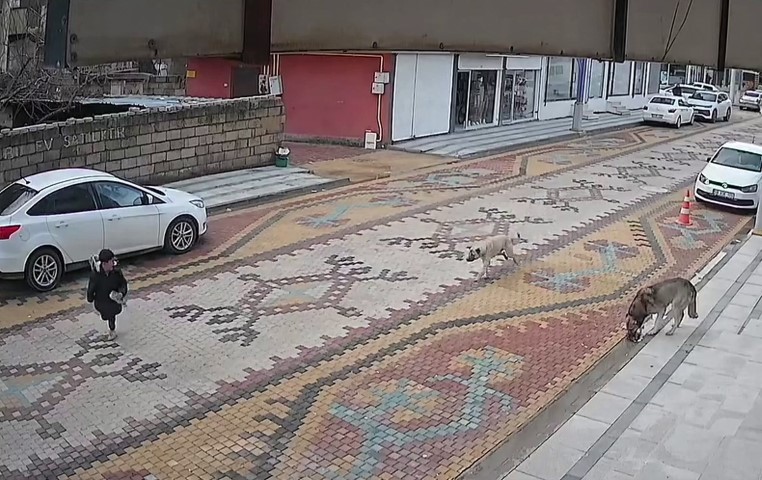 Mardin’de sokak köpeklerinin saldırdığı çocuğu esnaf kurtardı