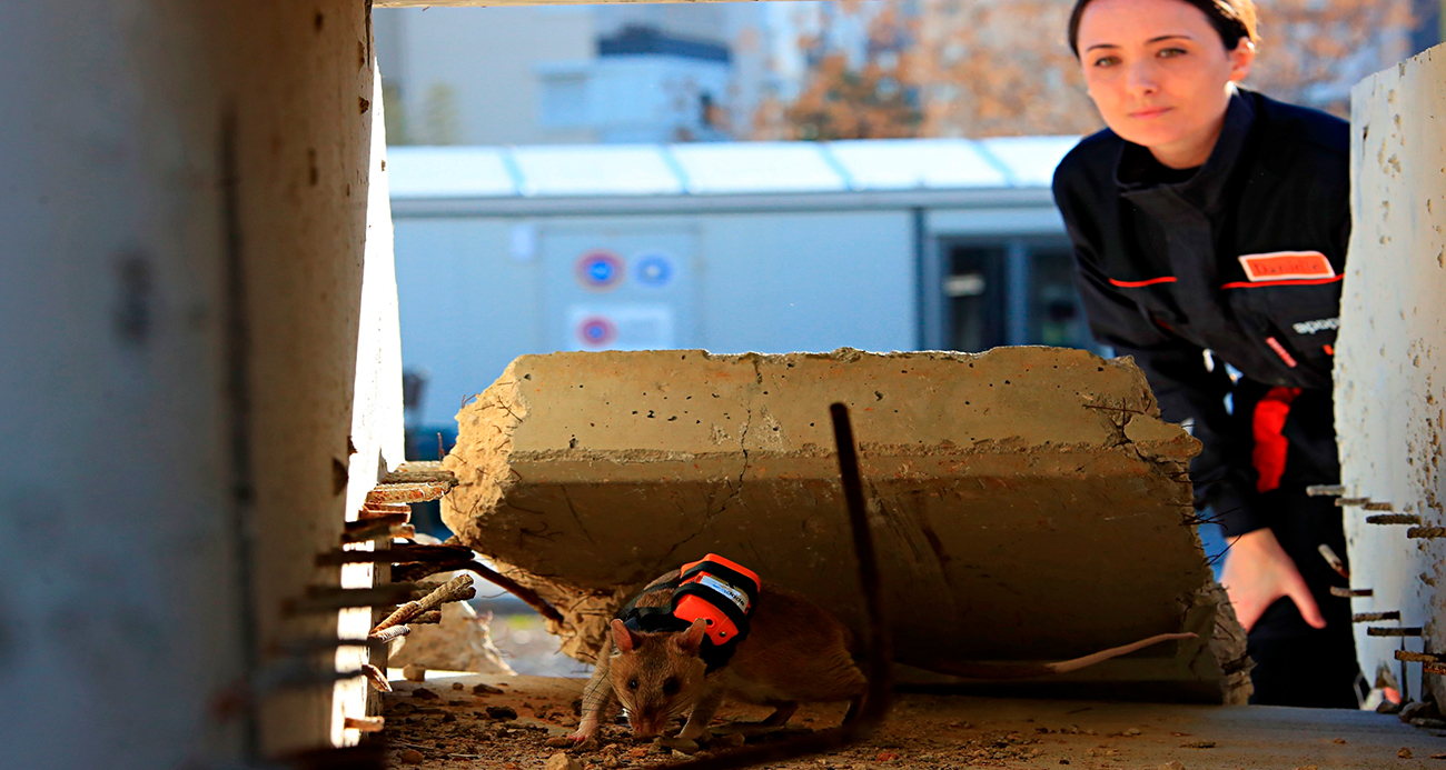 Antalya’da eğitilen Afrika keseli sıçanları enkaz altındaki "göz" olacak