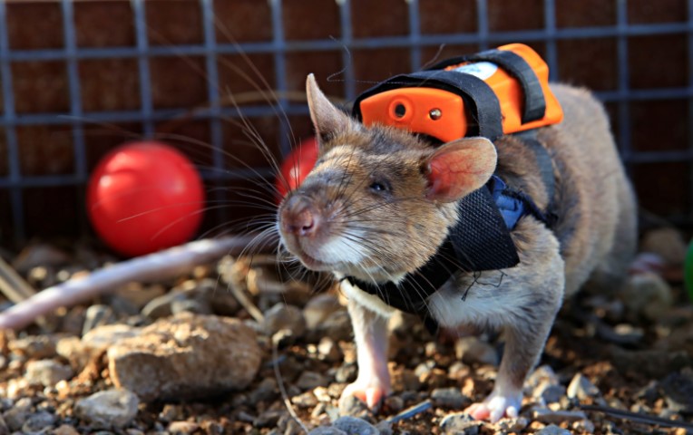 Antalya’da eğitilen Afrika keseli sıçanları enkaz altındaki 