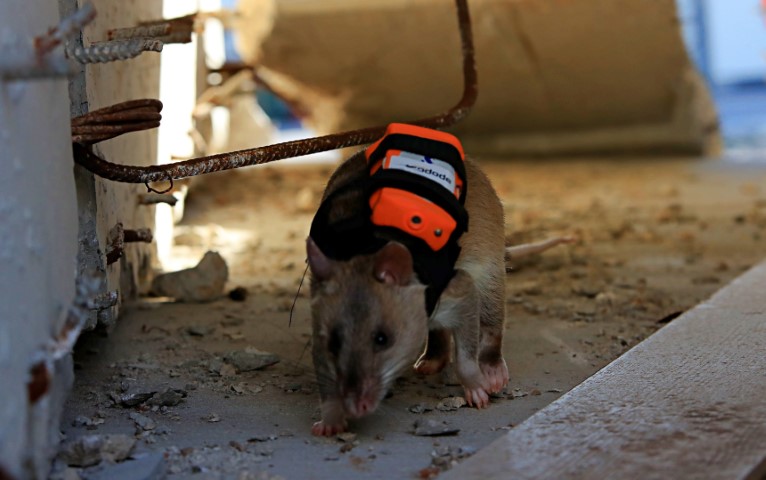 Antalya’da eğitilen Afrika keseli sıçanları enkaz altındaki 