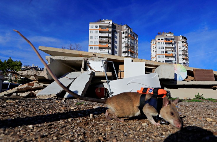 Antalya’da eğitilen Afrika keseli sıçanları enkaz altındaki 