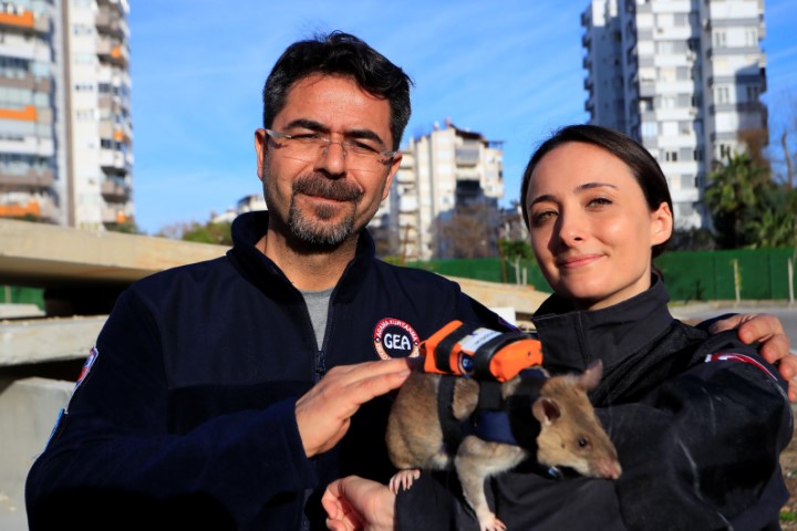 Antalya’da eğitilen Afrika keseli sıçanları enkaz altındaki 