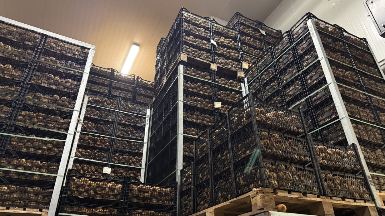 İznik’te yetiştirilen dev kiviler ağırlıklarıyla rekor kırdı, Avrupa pazarının dikkatini çekti