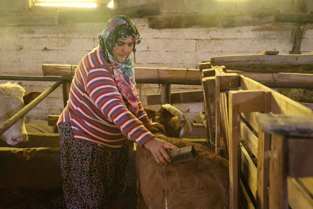Annesi ölen buzağıyı elleriyle besliyorlar