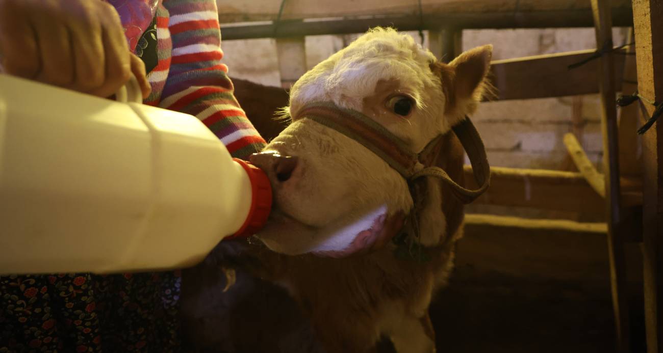 Annesi ölen buzağıyı elleriyle besliyorlar