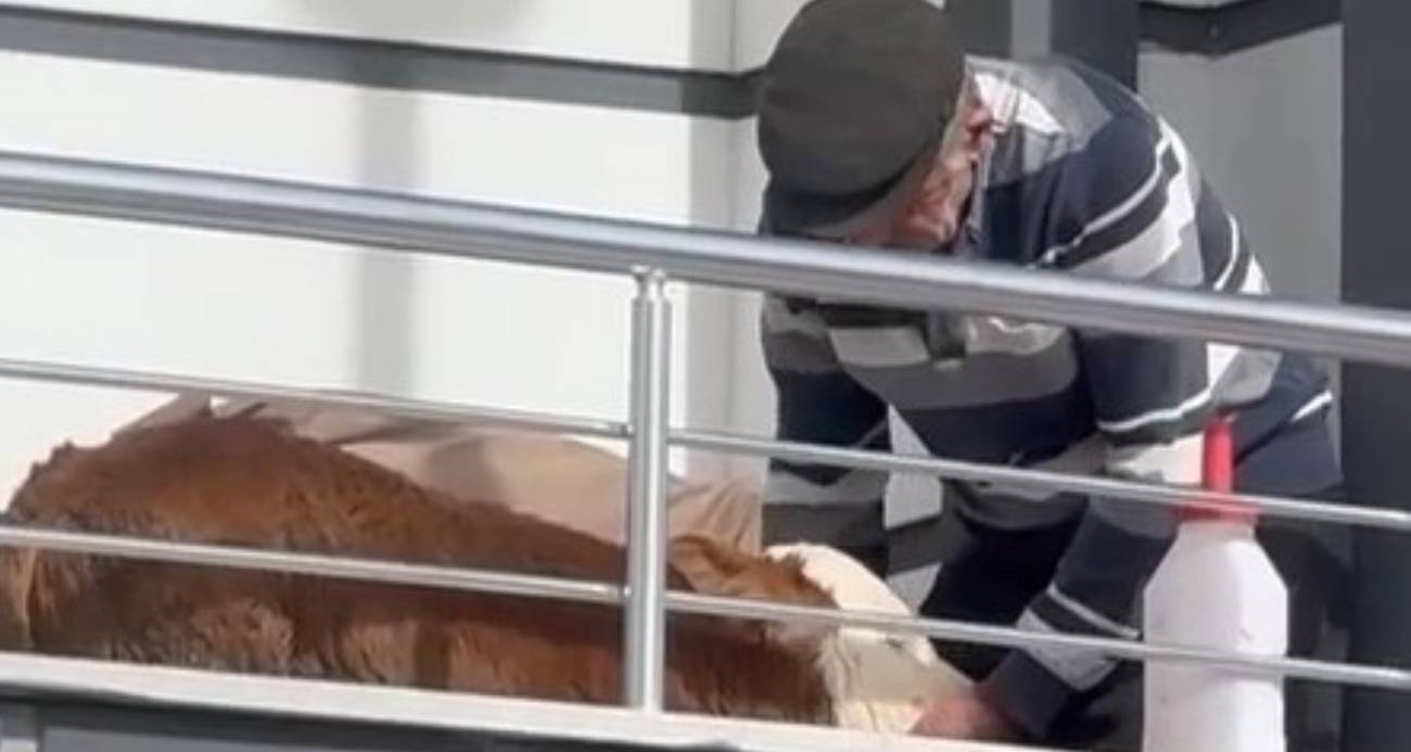 Hasta buzağıya evinde baktı