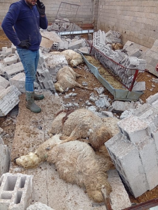 Nevşehir’de fırtına ağıl ve mandırayı vurdu: 12 koyun telef oldu