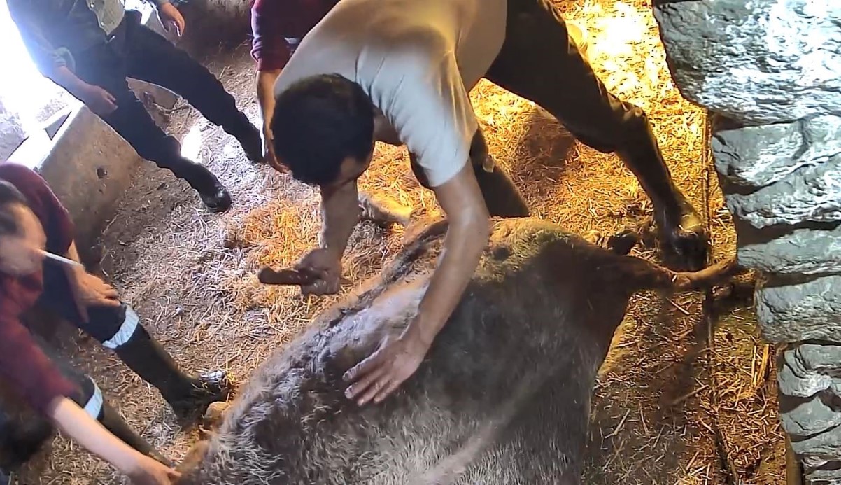 Doğum yapmakta zorlandığı için ekmek bıçağı ile ameliyat edilip sezaryen yapılan inek telef oldu