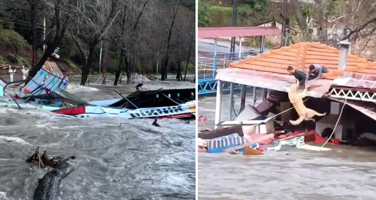 Taşan çaydaki işletme yıkıldı, sulara kapılmak üzere olan bir köpek son anda kurtarıldı