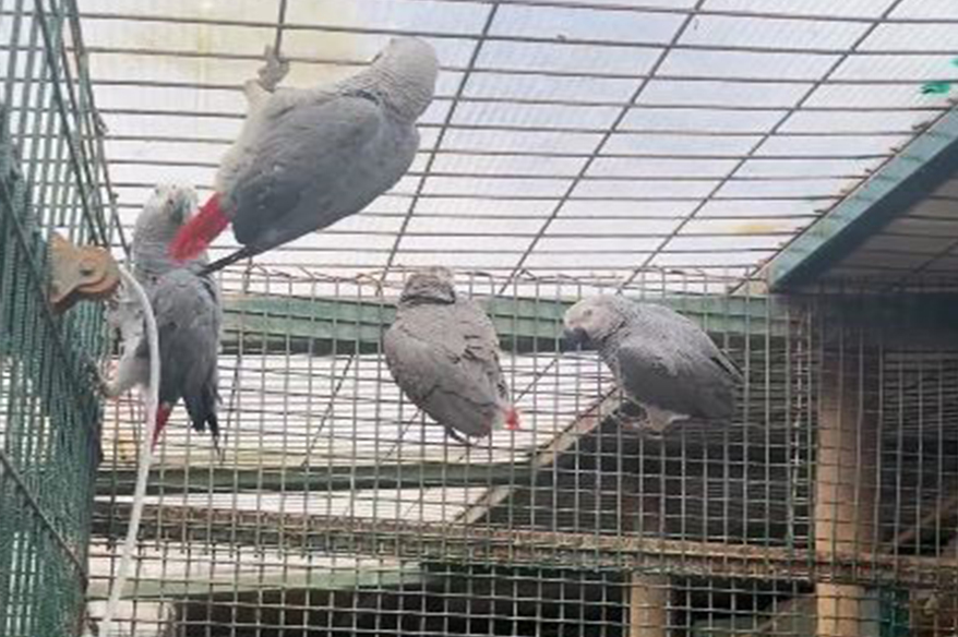 İstanbul Havalimanı’nda 20 adet Afrika gri papağanı ele geçirildi