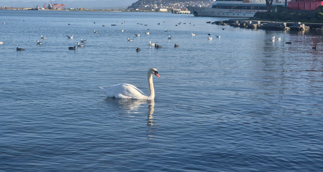 Samsun’da yabani kuşlardan görsel şölen