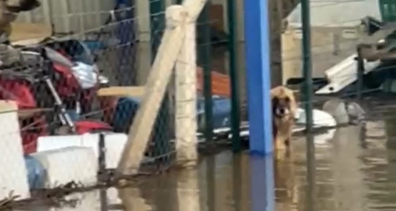 Sel sularının ortasındaki depoda mahsur kalan köpekler yürek burktu