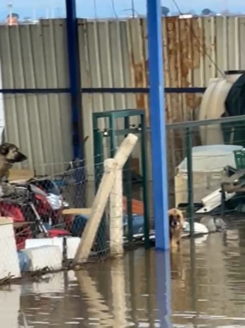 Sel sularının ortasındaki depoda mahsur kalan köpekler yürek burktu