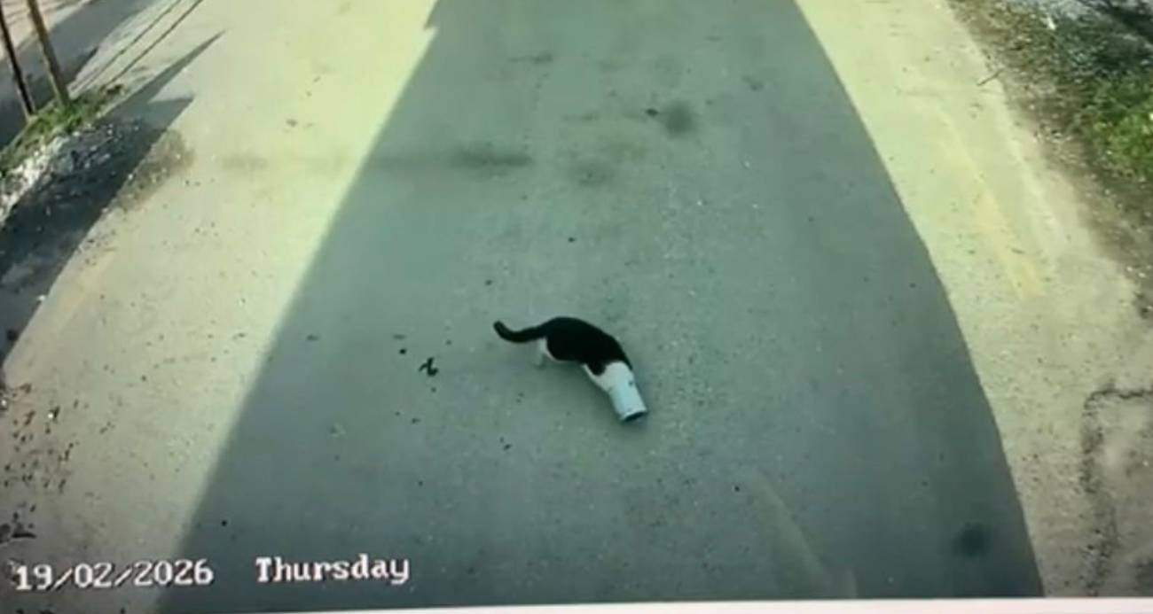 Malatya’da kafası konserve kutusuna sıkışan kediyi otobüs şoförü kurtardı