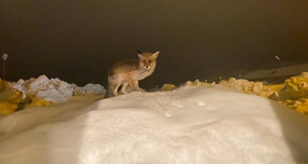 Aç kalan tilkiye şefkat eli: "O yedikçe ben mutlu oldum"