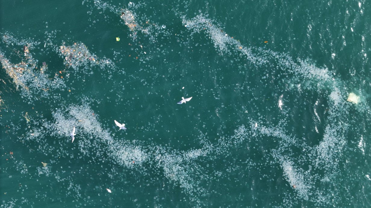 Boğaz’da alarm veren görüntü: Kirlilik denizanasını yüzeye çıkardı