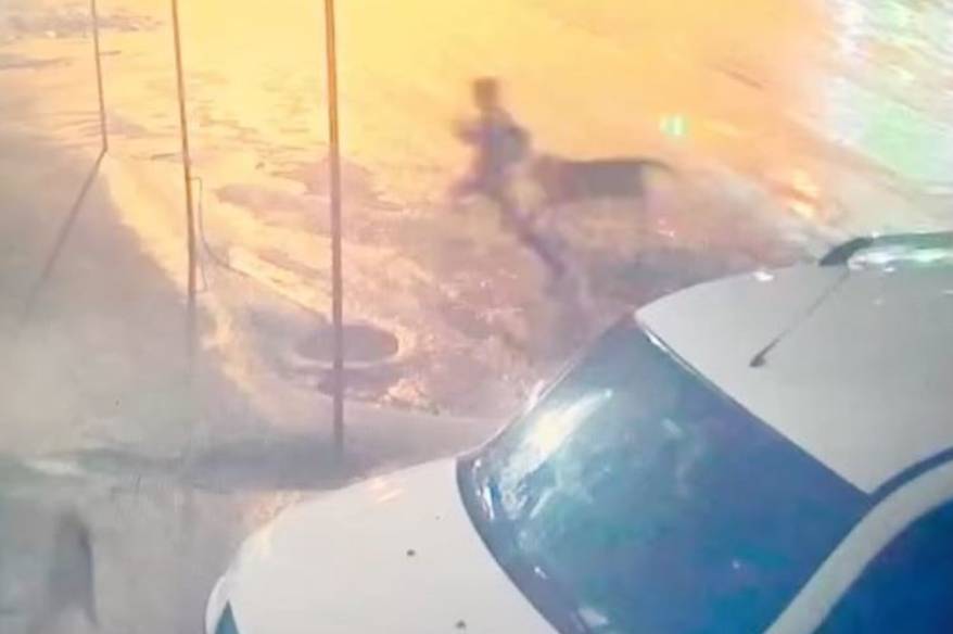 Adıyaman’da sahipsiz köpek dehşeti: 10 yaşındaki çocuğu vatandaşlar kurtardı