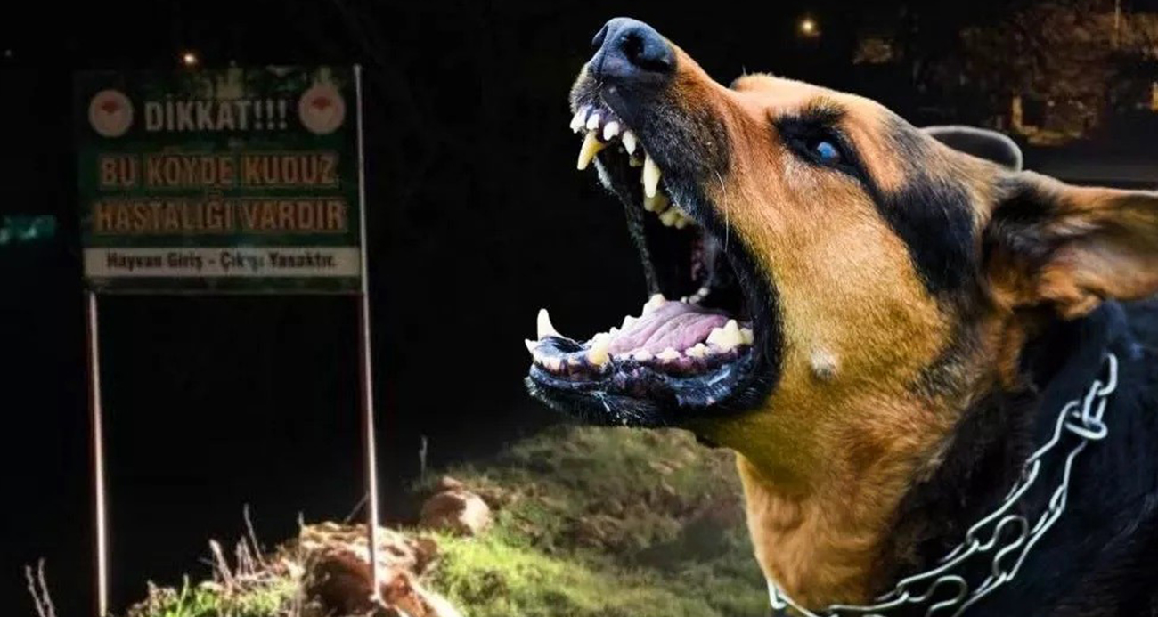 İstanbul Valiliği’nden ‘Kuduz vakalarında artış’ açıklaması