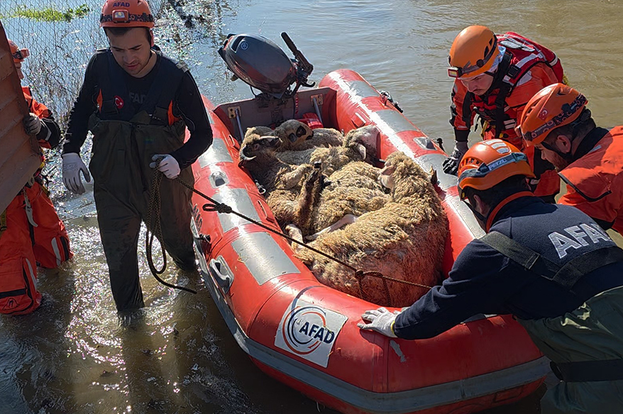 Edirne’de koyunlar botlarla kurtarıldı