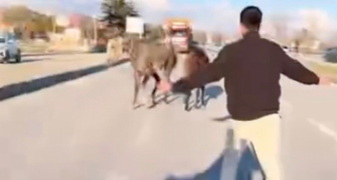 Çorum’un Sungurlu ilçesinde kara yoluna çıkan başıboş atlar, trafiği tehlikeye düşürdü.