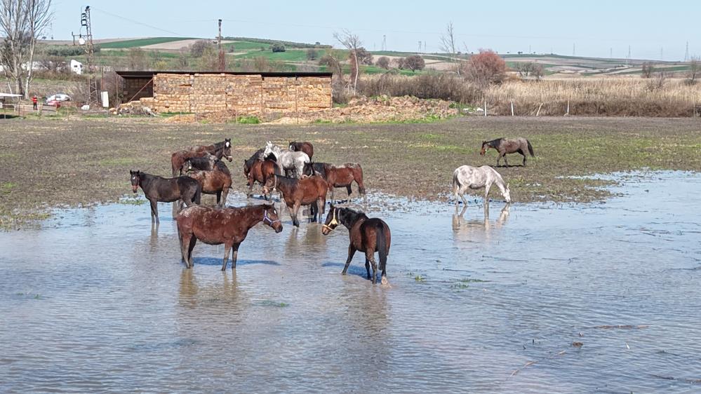 Milyonluk yarış atları da su altında kaldı