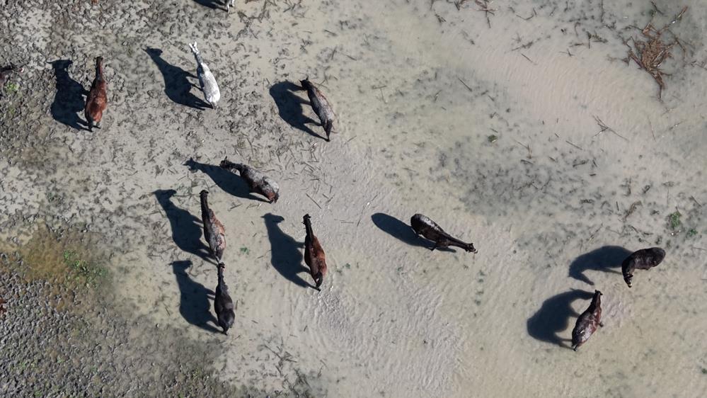 Milyonluk yarış atları da su altında kaldı